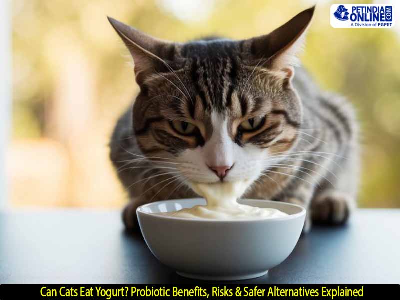 Can Cats Eat Yogurt? Probiotic Benefits, Risks & Safer Alternatives Explained