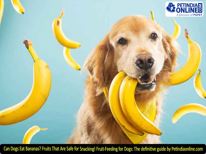 Can Dogs Eat Bananas? Fruits That Are Safe for Snacking! Fruit-Feeding for Dogs: The definitive guide by Petindiaonline.com