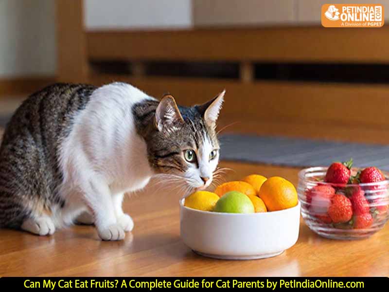  Can My Cat Eat Fruits? A Complete Guide for Cat Parents by PetIndiaOnline.com