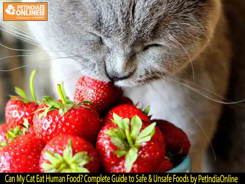 Can My Cat Eat Human Food? Complete Guide to Safe & Unsafe Foods by PetIndiaOnline