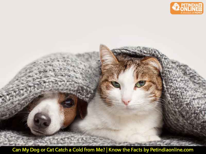 Can My Dog or Cat Catch a Cold from Me? | Know the Facts by Petindiaonline.com
