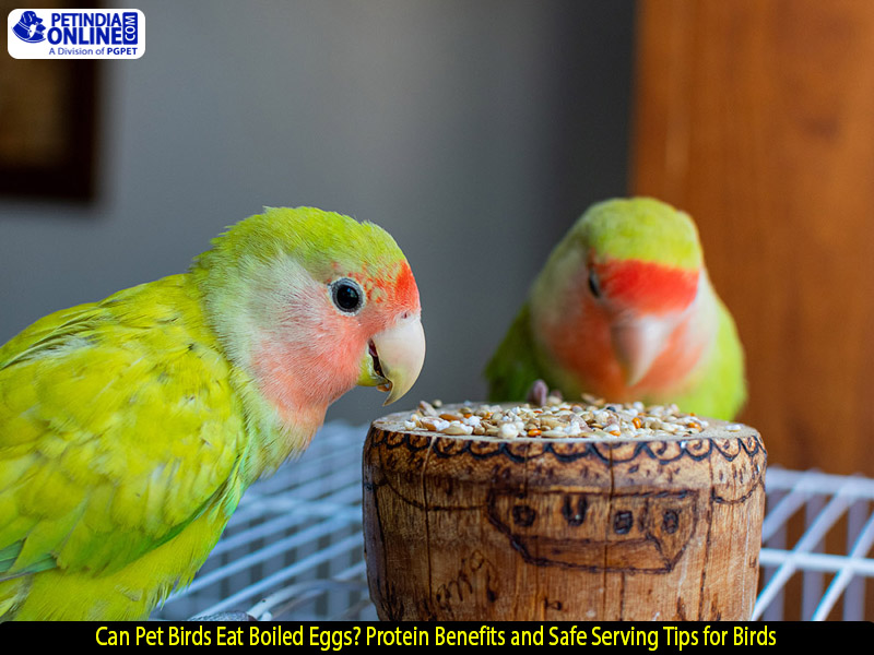 Can Pet Birds Eat Boiled Eggs? Protein Benefits and Safe Serving Tips for Birds