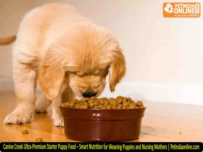 Canine Creek Ultra-Premium Starter Puppy Food – Smart Nutrition for Weaning Puppies and Nursing Mothers | Petindiaonline.com