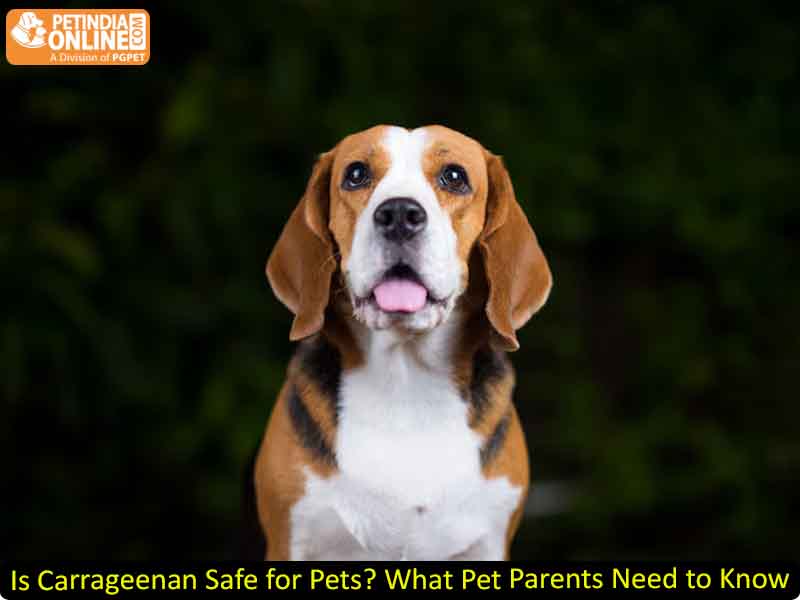 Is Carrageenan Safe for Pets? What Pet Parents Need to Know