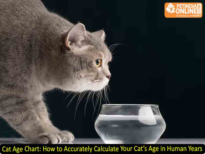 Cat Age Chart: How to Accurately Calculate Your Cat’s Age in Human Years
