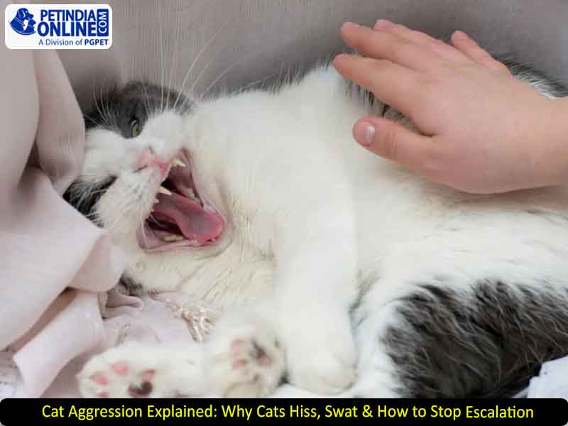 Cat Aggression Explained: Why Cats Hiss, Swat & How to Stop Escalation