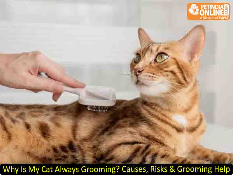 Why Is My Cat Always Grooming? Causes, Risks & Grooming Help