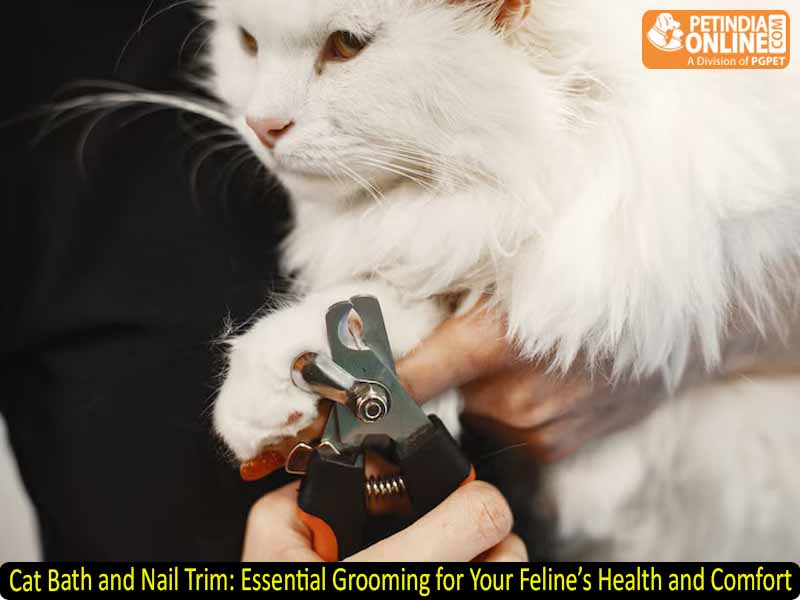 Cat Bath and Nail Trim: Essential Grooming for Your Feline’s Health and Comfort