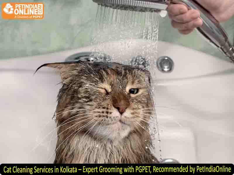 Cat Cleaning Services in Kolkata – Expert Grooming with PGPET, Recommended by PetIndiaOnline
