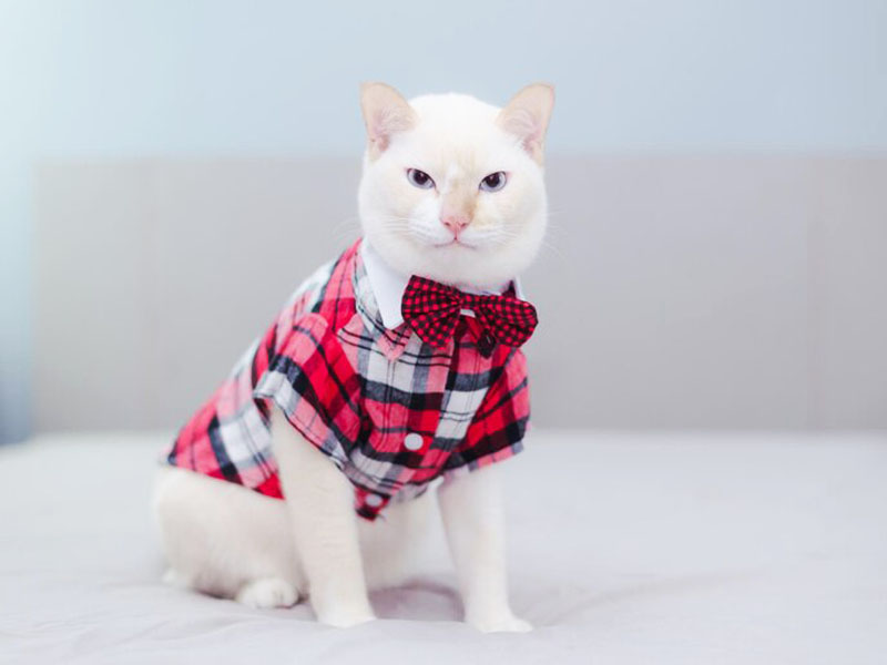 Cat Clothes for Different Breeds and Sizes: A Comprehensive Guide
