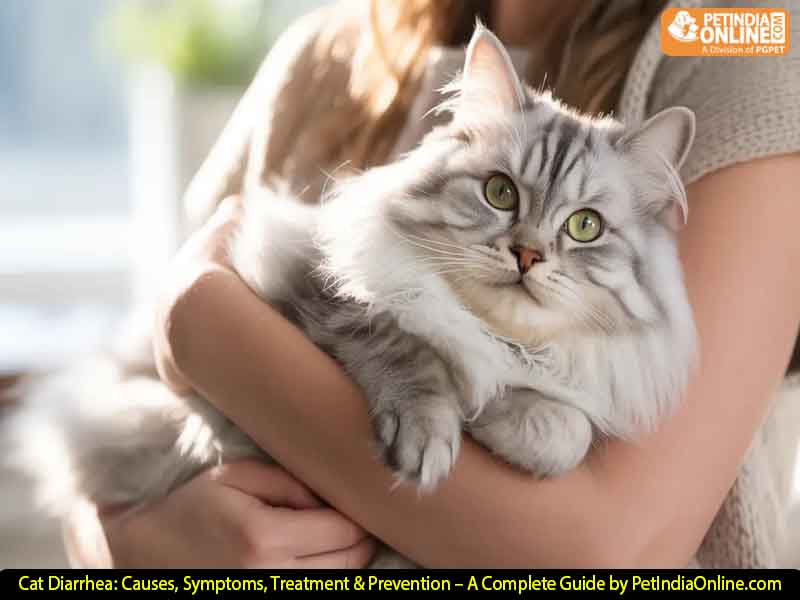 Cat Diarrhea: Causes, Symptoms, Treatment & Prevention – A Complete Guide by PetIndiaOnline.com