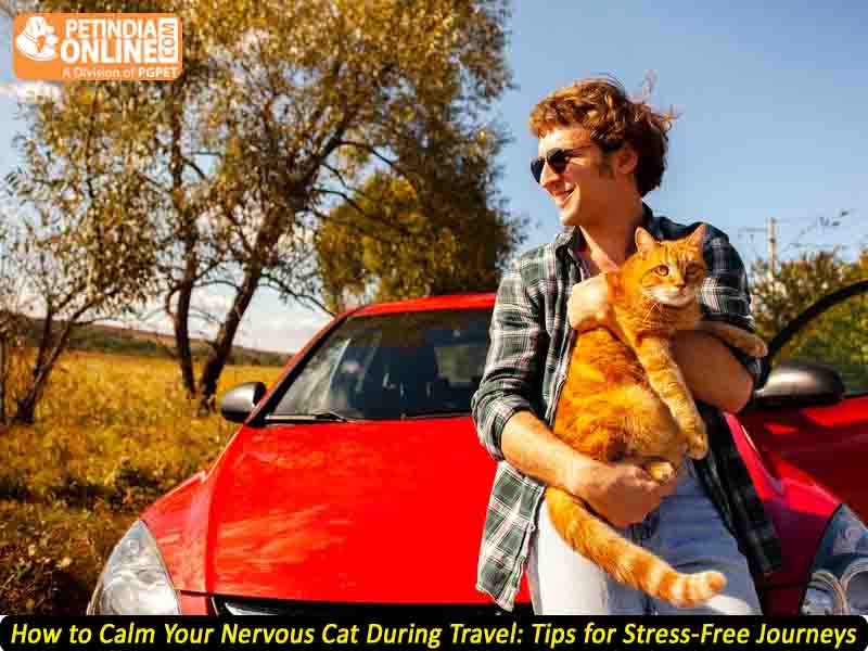  How to Calm Your Nervous Cat During Travel: Tips for Stress-Free Journeys