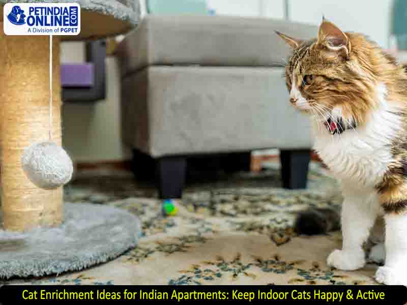 Cat Enrichment Ideas for Indian Apartments: Keep Indoor Cats Happy & Active