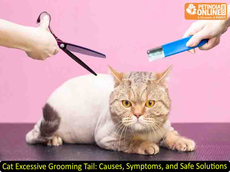 Cat Excessive Grooming Tail: Causes, Symptoms, and Safe Solutions