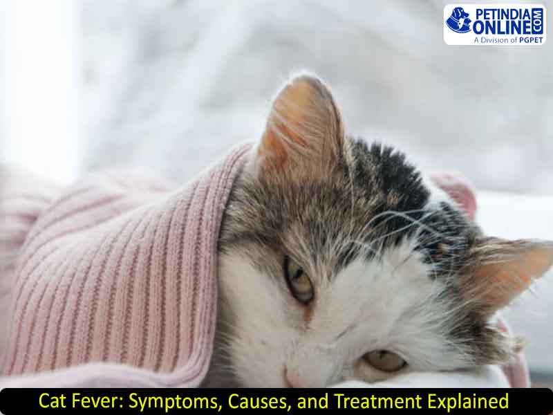 Cat Fever: Symptoms, Causes, and Treatment Explained 