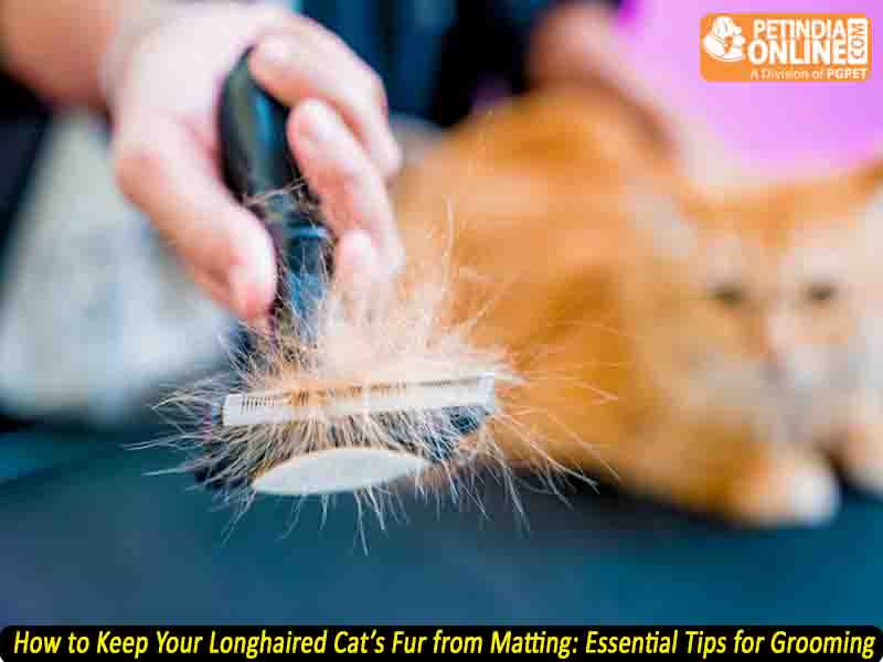 How to Keep Your Longhaired Cat’s Fur from Matting: Essential Tips for Grooming?
