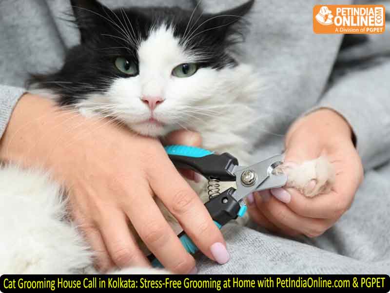 Cat Grooming House Call in Kolkata: Stress-Free Grooming at Home with PetIndiaOnline.com & PGPET