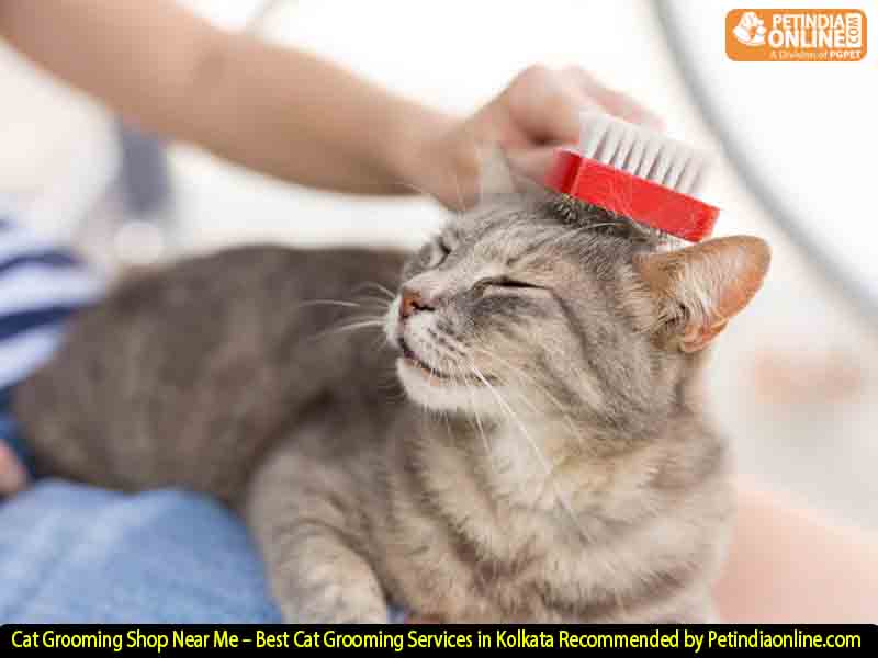 Cat Grooming Shop Near Me – Best Cat Grooming Services in Kolkata Recommended by Petindiaonline.com