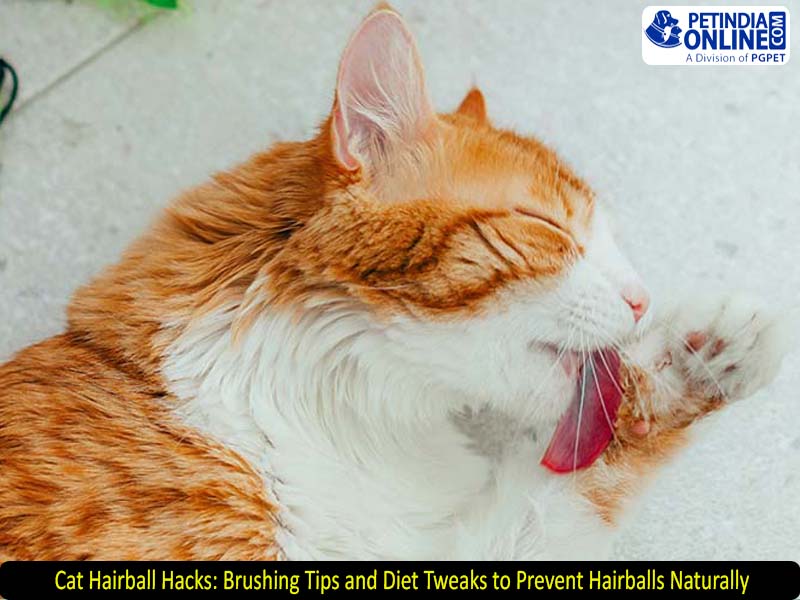 Cat Hairball Hacks: Brushing Tips and Diet Tweaks to Prevent Hairballs Naturally