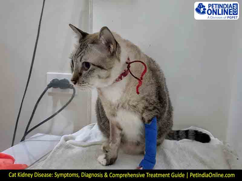 Cat Kidney Disease: Symptoms, Diagnosis & Comprehensive Treatment Guide | PetIndiaOnline.com
