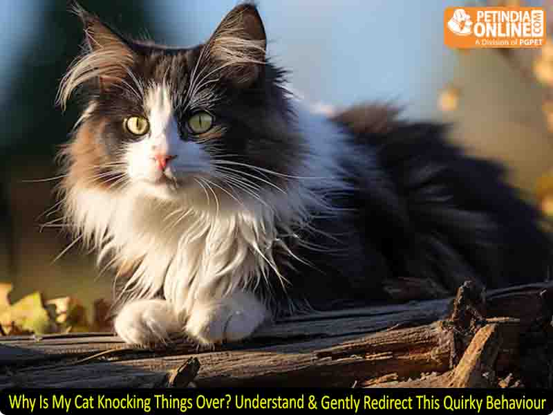 Why Is My Cat Knocking Things Over? Understand & Gently Redirect This Quirky Behaviour