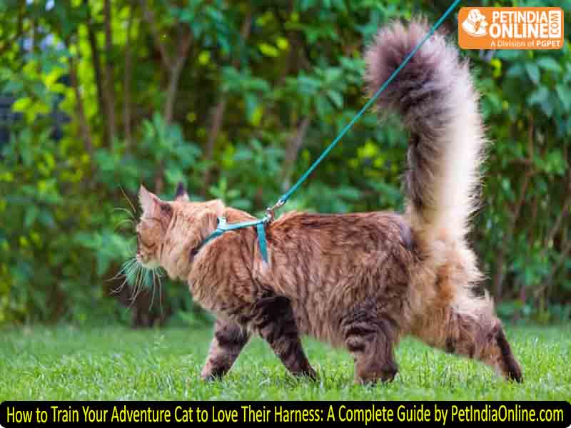 How to Train Your Adventure Cat to Love Their Harness: A Complete Guide by PetIndiaOnline.com