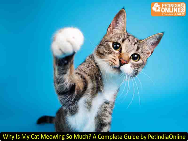 Why Is My Cat Meowing So Much? A Complete Guide by PetIndiaOnline