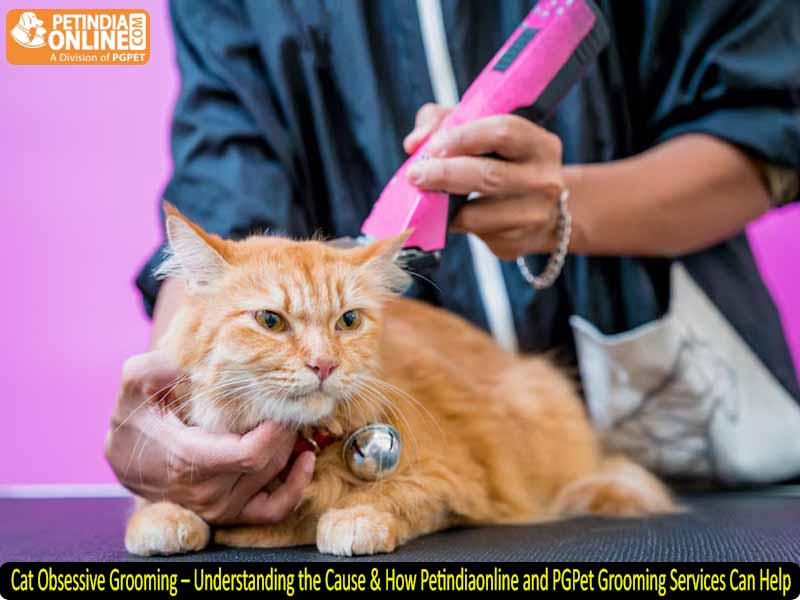Cat Obsessive Grooming – Understanding the Cause & How Petindiaonline and PGPet Grooming Services Can Help