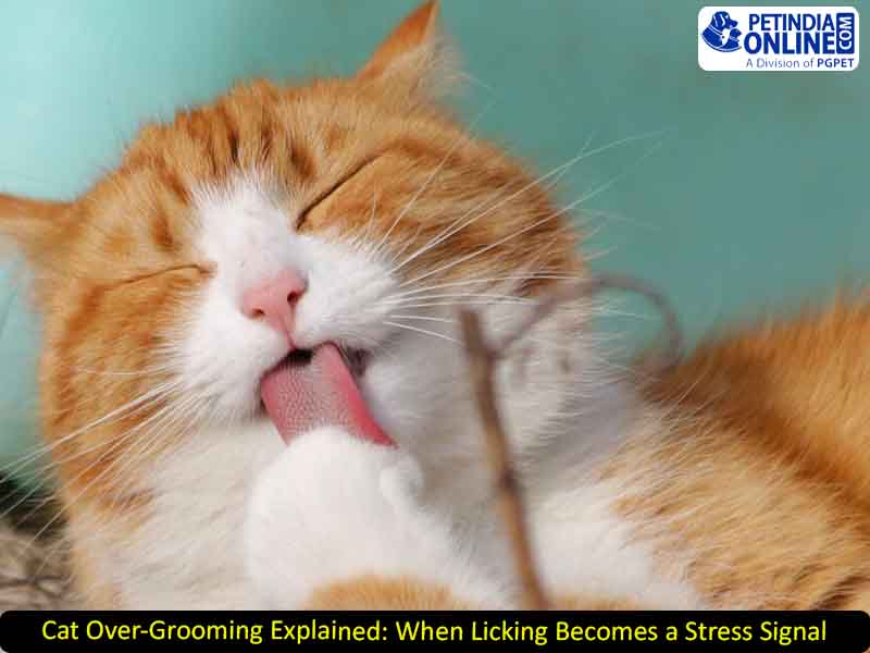 Cat Over-Grooming Explained: When Licking Becomes a Stress Signal