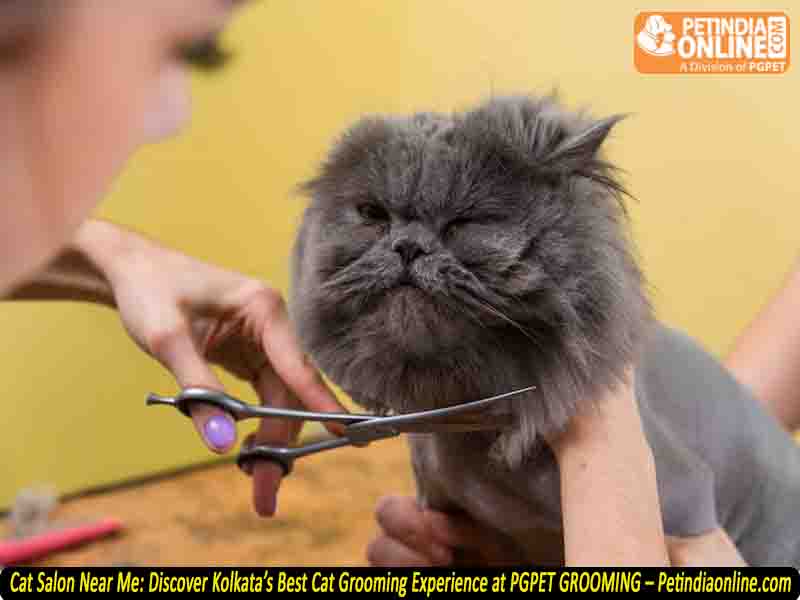 Cat Salon Near Me: Discover Kolkata’s Best Cat Grooming Experience at PGPET GROOMING – Petindiaonline.com