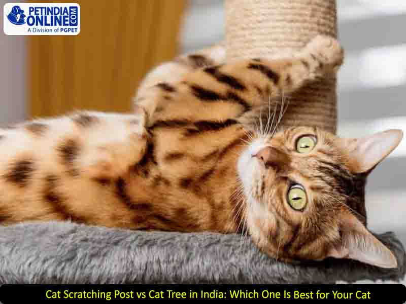Cat Scratching Post vs Cat Tree in India: Which One Is Best for Your Cat?