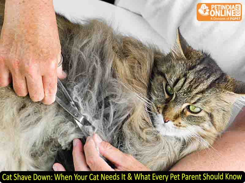 Cat Shave Down: When Your Cat Needs It & What Every Pet Parent Should Know