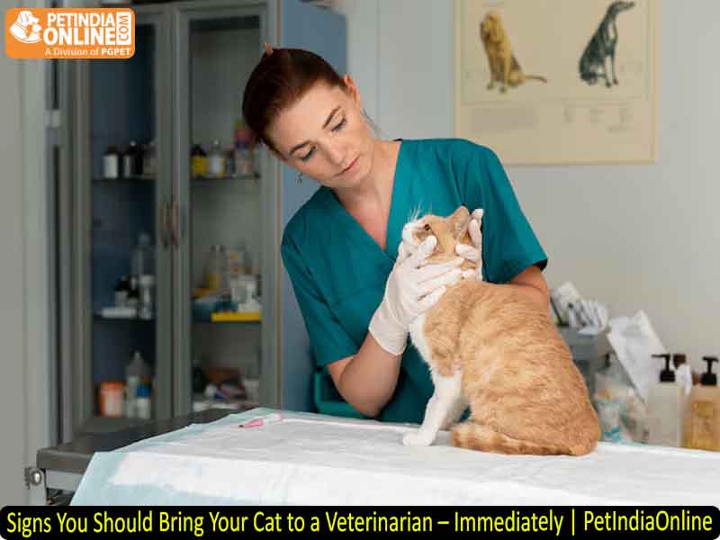 Signs You Should Bring Your Cat to a Veterinarian – Immediately | PetIndiaOnline