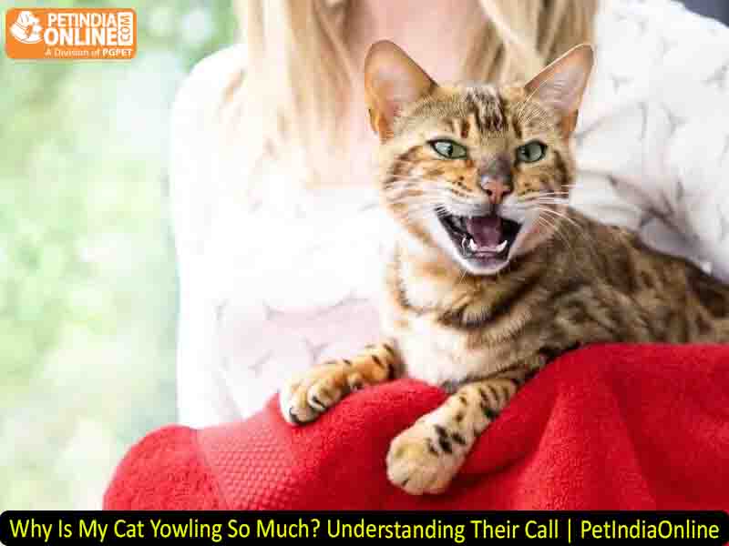 Why Is My Cat Yowling So Much? Understanding Their Call | PetIndiaOnline
