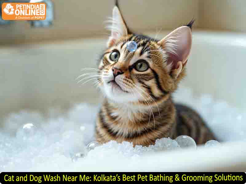 Cat and Dog Wash Near Me: Kolkata’s Best Pet Bathing & Grooming Solutions