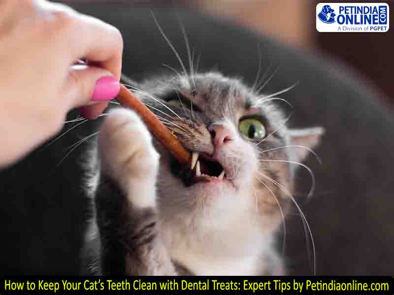 How to Keep Your Cat’s Teeth Clean with Dental Treats: Expert Tips by Petindiaonline.com