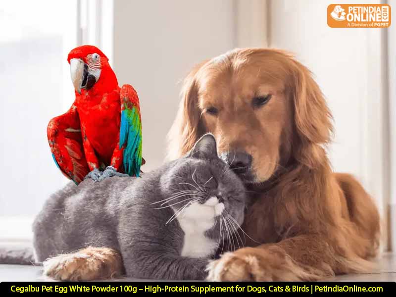 Cegalbu Pet Egg White Powder 100g – High-Protein Supplement for Dogs, Cats & Birds | PetIndiaOnline.com
