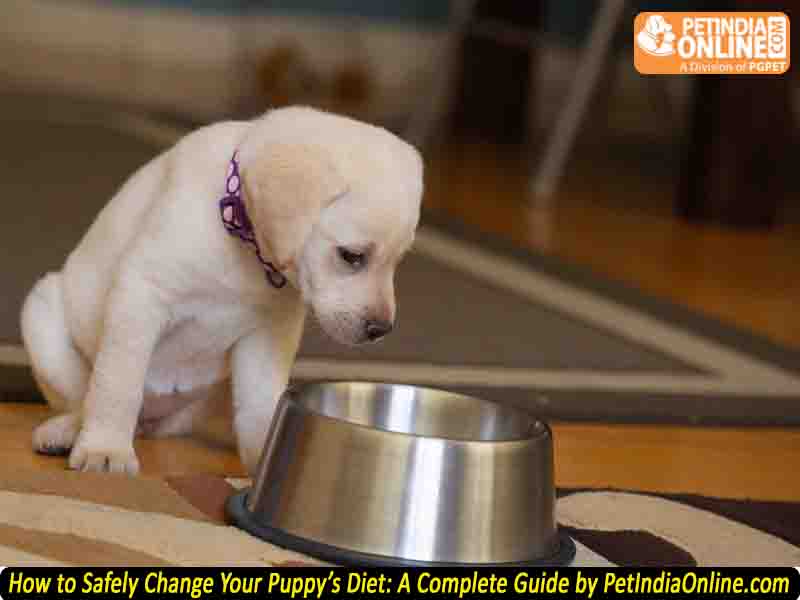 How to Safely Change Your Puppy’s Diet: A Complete Guide by PetIndiaOnline.com