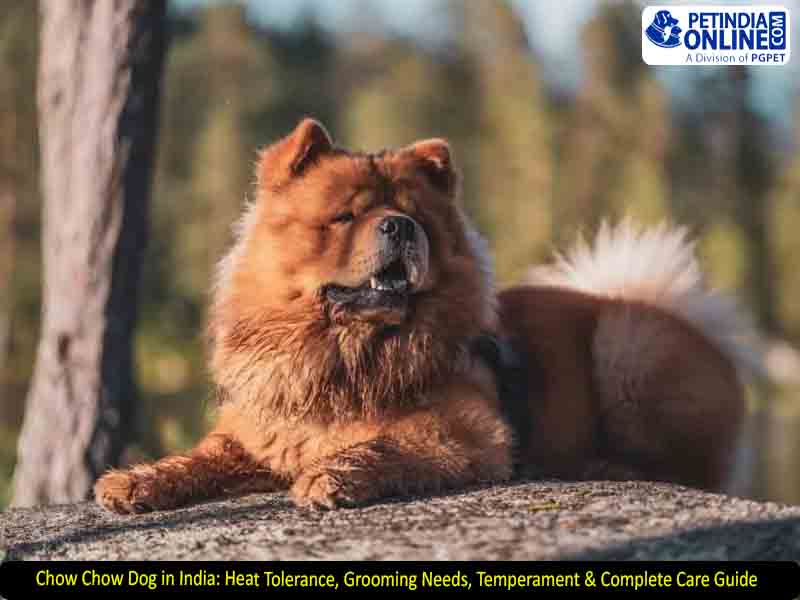 Chow Chow Complete Guide Temperament Size And Care: Expert Tips
