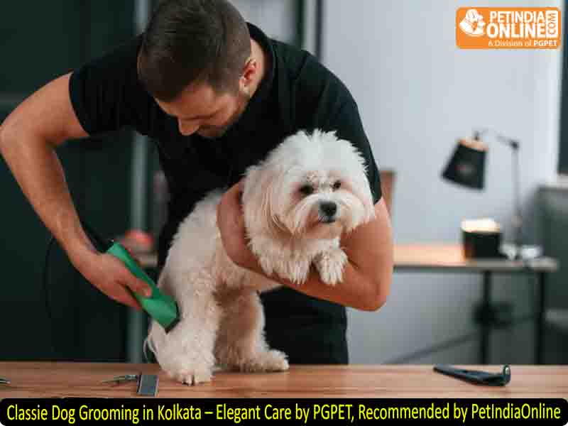 Classie Dog Grooming in Kolkata – Elegant Care by PGPET, Recommended by PetIndiaOnline