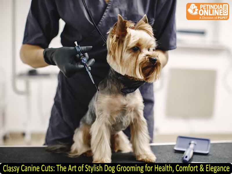 Classy Canine Cuts: The Art of Stylish Dog Grooming for Health, Comfort & Elegance