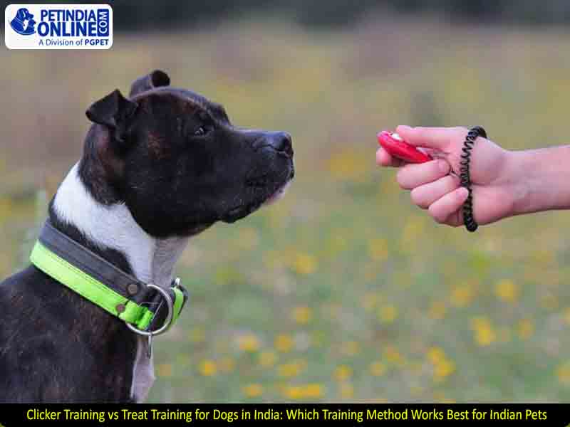 Clicker Training vs Treat Training for Dogs in India: Which Training Method Works Best for Indian Pets?