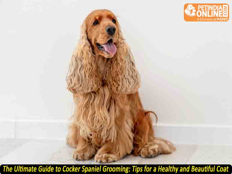 The Ultimate Guide to Cocker Spaniel Grooming: Tips for a Healthy and Beautiful Coat