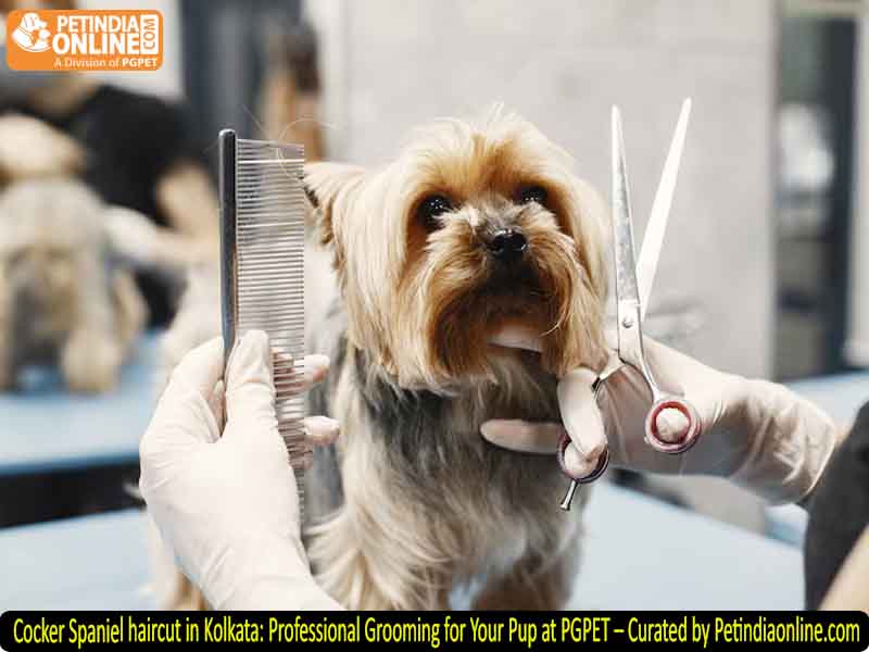 Cocker Spaniel haircut in Kolkata: Professional Grooming for Your Pup at PGPET – Curated by Petindiaonline.com