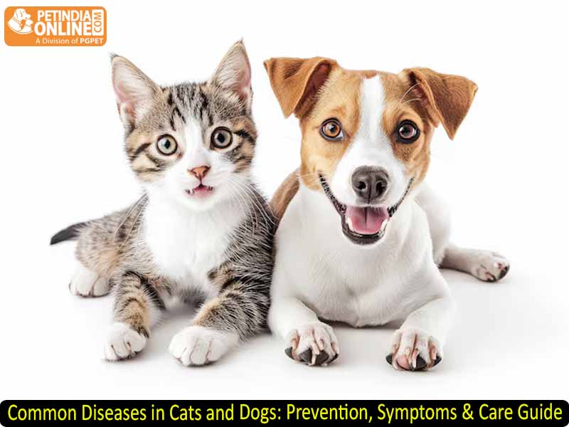 Common Diseases in Cats and Dogs: Prevention, Symptoms & Care Guide