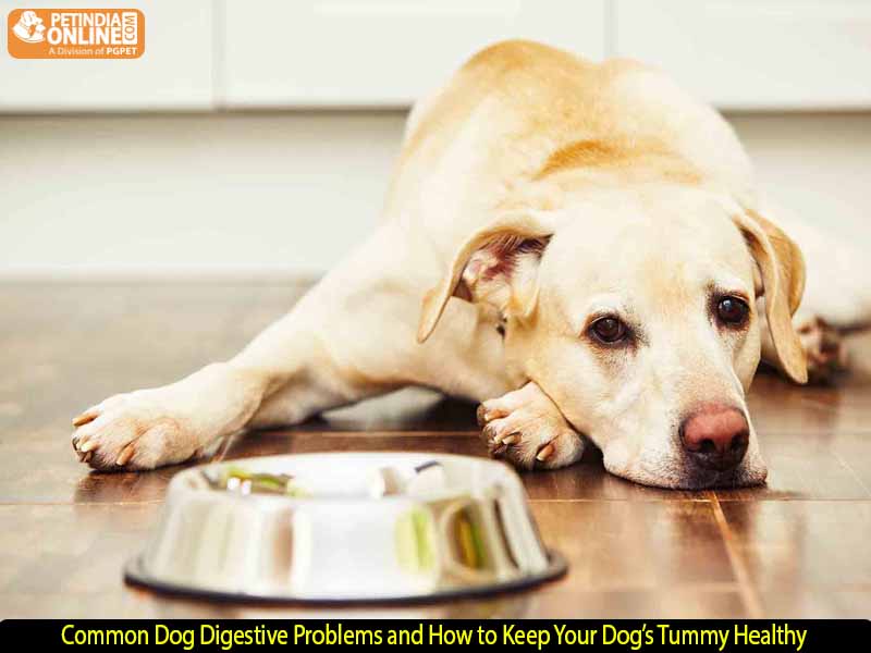 Common Dog Digestive Problems and How to Keep Your Dog’s Tummy Healthy
