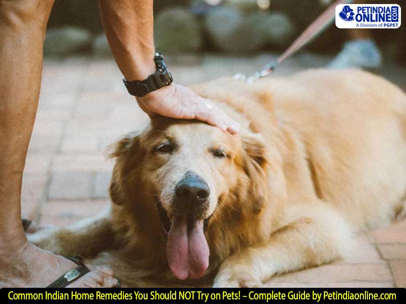 Common Indian Home Remedies You Should NOT Try on Pets! – Complete Guide by Petindiaonline.com