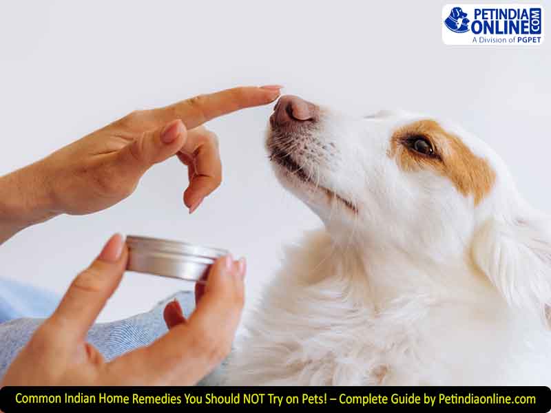 Common Indian Home Remedies You Should NOT Try on Pets! – Complete Guide by Petindiaonline.com