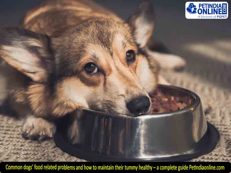 Common dogs’ food related problems and how to maintain their tummy healthy – a complete guide Petindiaonline.com