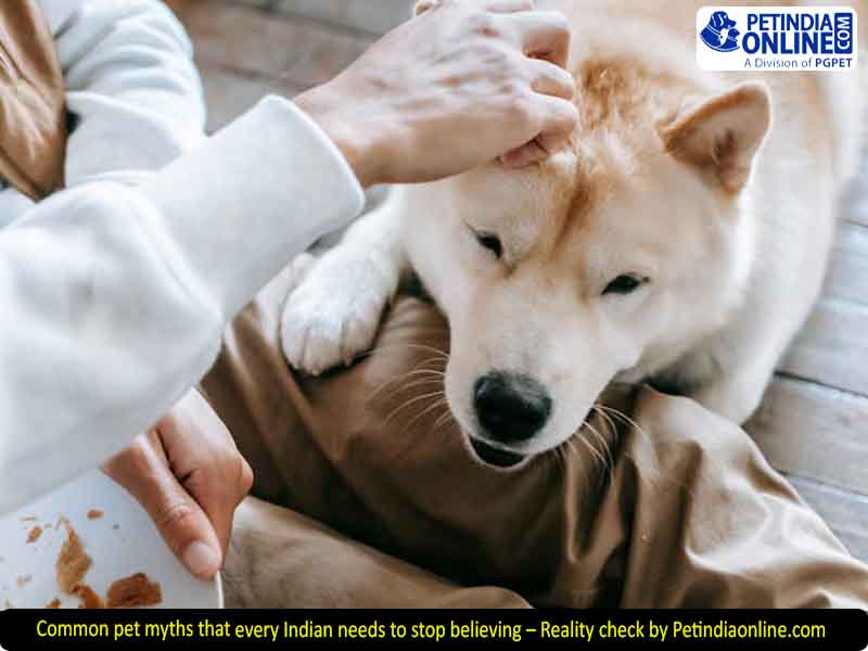 Common pet myths that every Indian needs to stop believing – Reality check by Petindiaonline.com